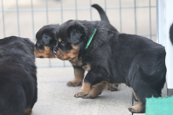 a2-nest week 5 pupfoto 5za