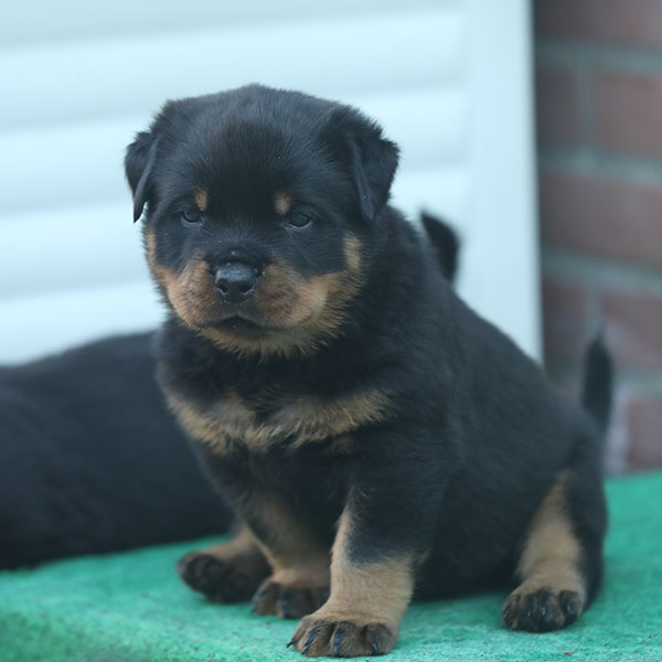 a2-nest week 5 pupfoto 5zc