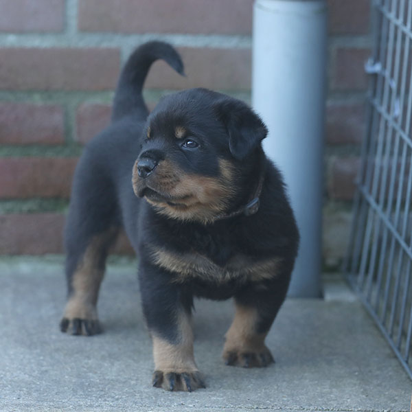 a2-nest week 5 pupfoto 5zd