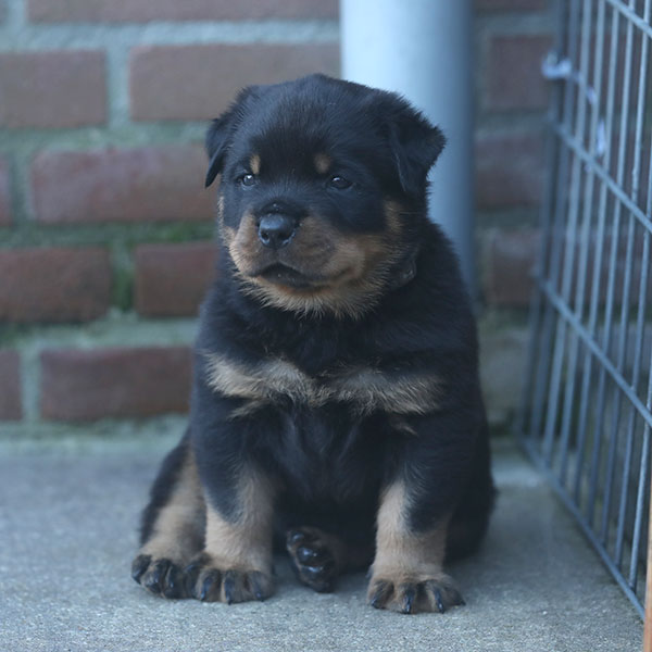 a2-nest week 5 pupfoto 5zk