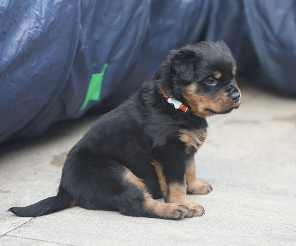 a2-nest week 5 pupfoto 5zn