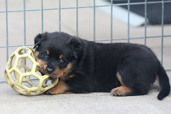 a2-nest week 5 pupfoto 5zp