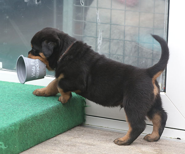 a2-nest week 5 pupfoto 5zr