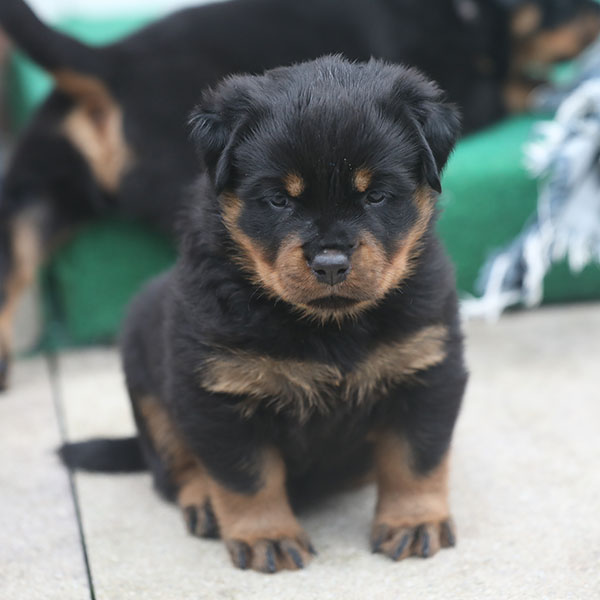 a2-nest week 5 pupfoto 5zt