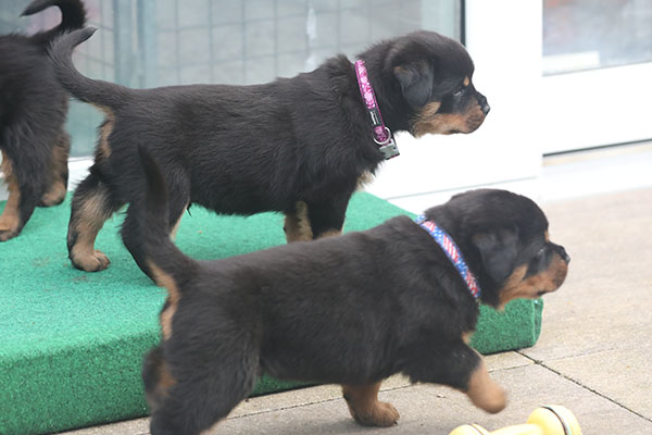 a2-nest week 6 pupfoto 6d