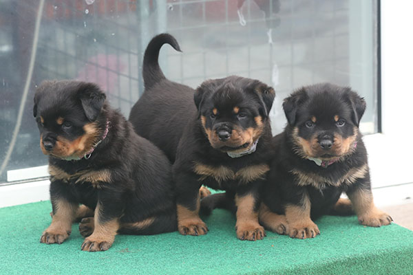 a2-nest week 6 pupfoto 6e