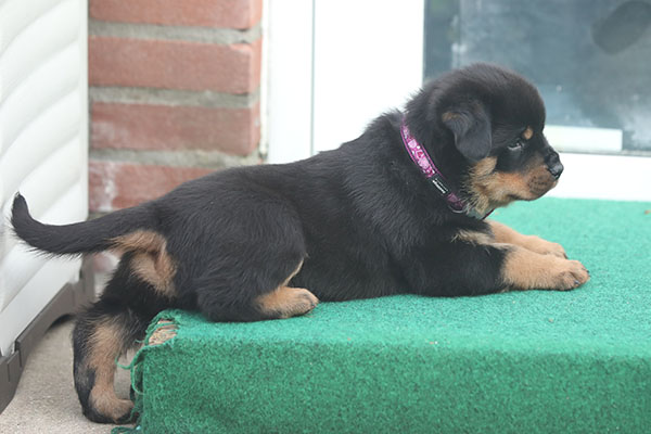 a2-nest week 6 pupfoto 6f