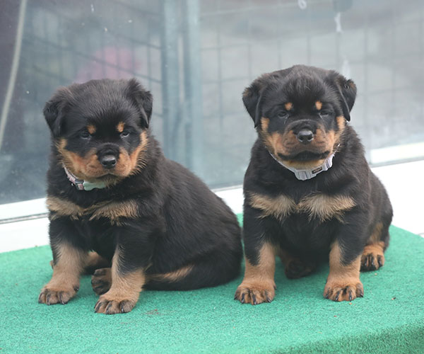 a2-nest week 6 pupfoto 6g