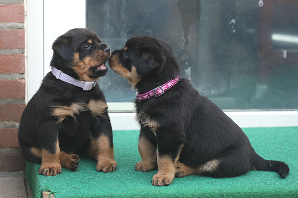 a2-nest week 6 pupfoto 6i