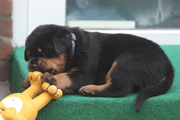 a2-nest week 6 pupfoto 6j