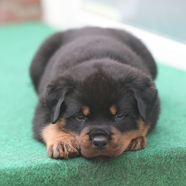 a2-nest week 6 pupfoto 6n