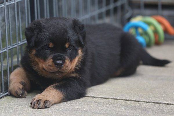 a2-nest week 6 pupfoto 6q