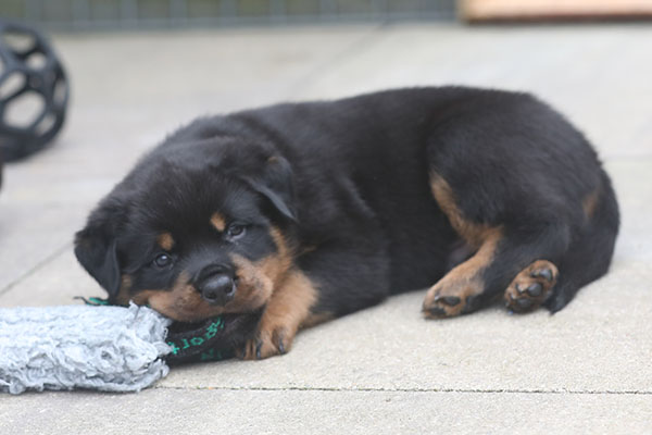 a2-nest week 6 pupfoto 6r