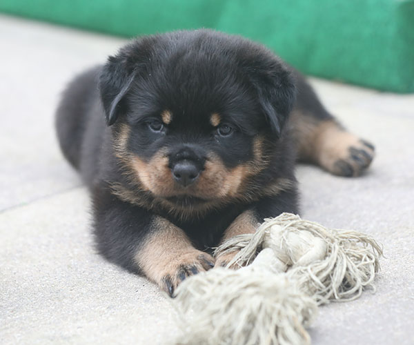 a2-nest week 6 pupfoto 6s