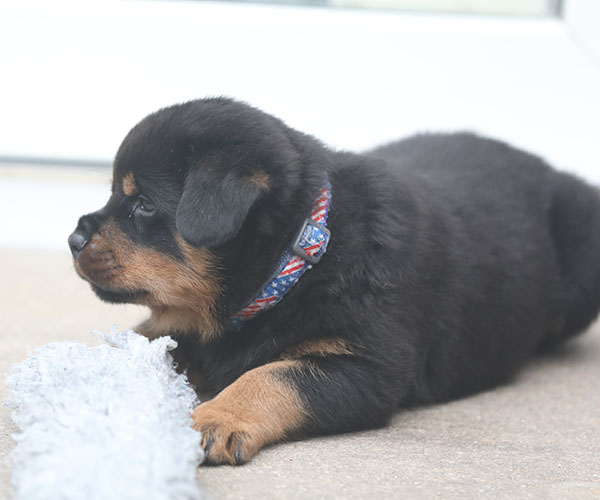 a2-nest week 6 pupfoto 6t