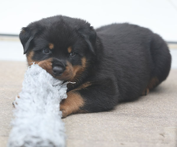 a2-nest week 6 pupfoto 6w