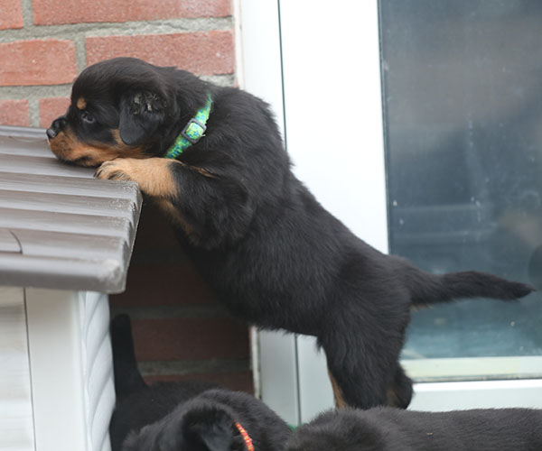 a2-nest week 6 pupfoto 6za