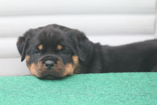 a2-nest week 6 pupfoto 6zc