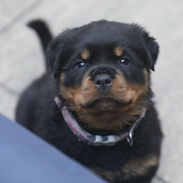 a2-nest week 6 pupfoto 6ze