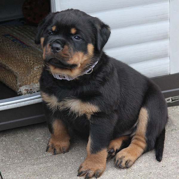 a2-nest week 6 pupfoto 6zm