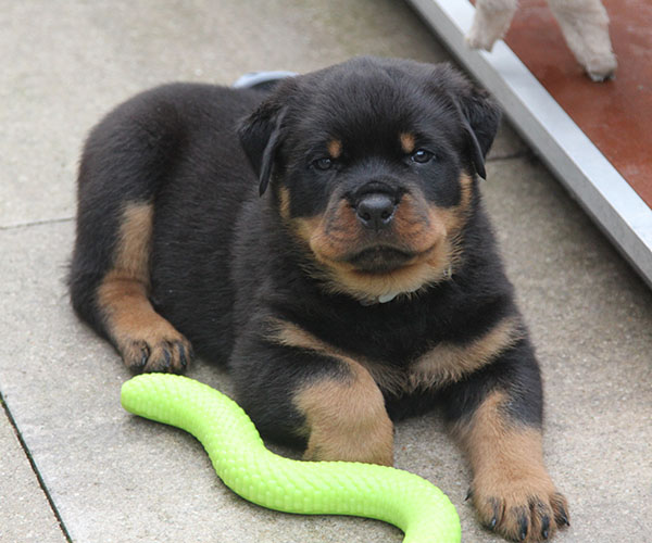 a2-nest week 6 pupfoto 6zp