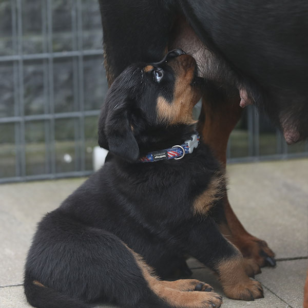 a2-nest week 7 pupfoto 7a