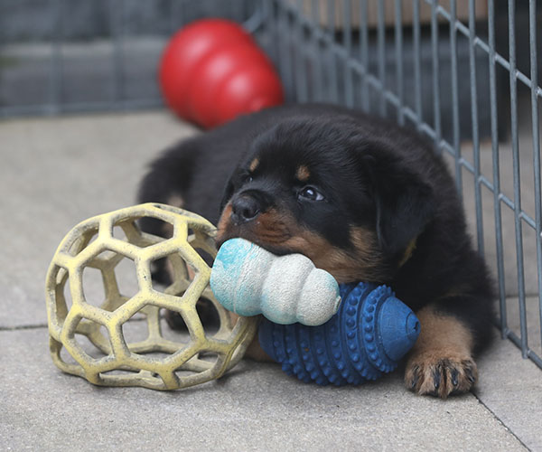 a2-nest week 7 pupfoto 7c