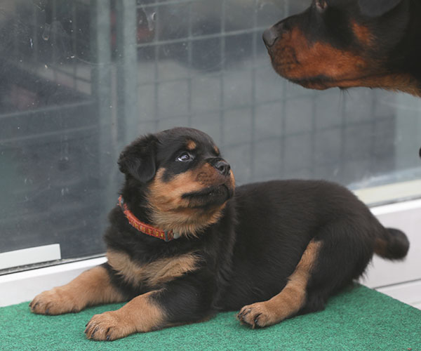 a2-nest week 7 pupfoto 7d