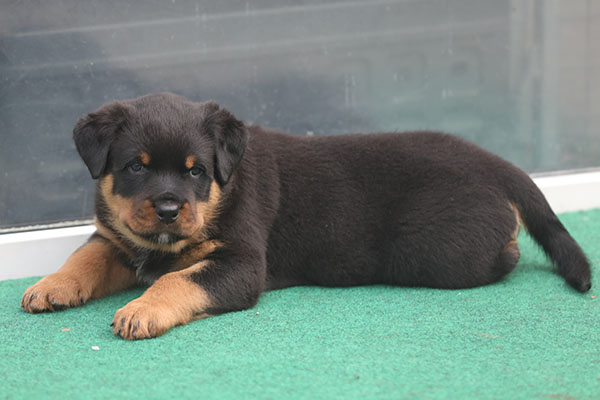 a2-nest week 7 pupfoto 7f