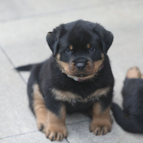 a2-nest week 7 pupfoto 7g