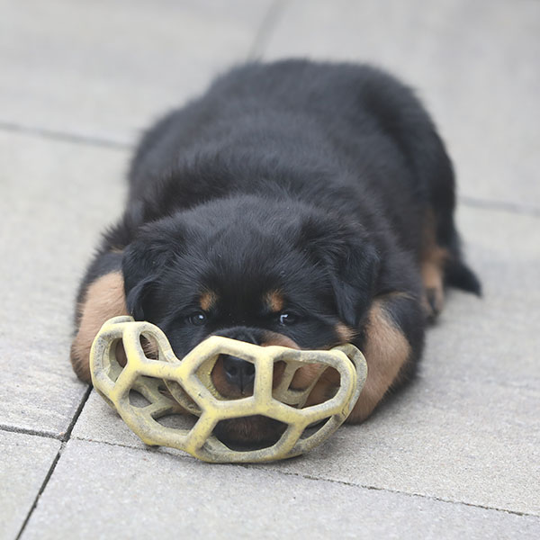 a2-nest week 7 pupfoto 7i