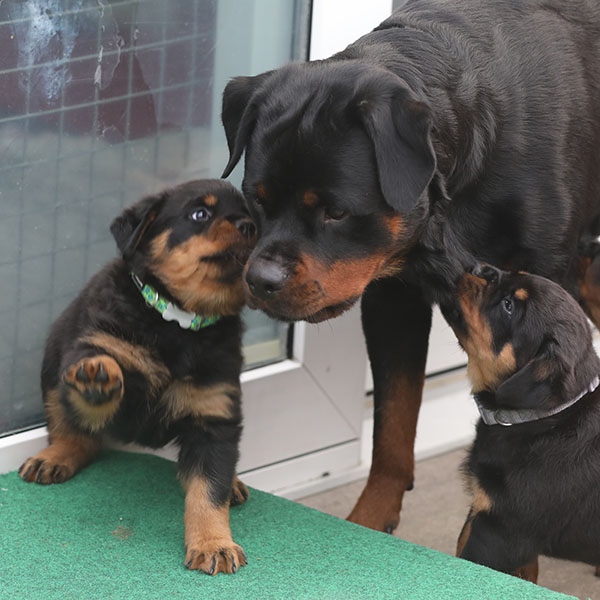 a2-nest week 7 pupfoto 7j