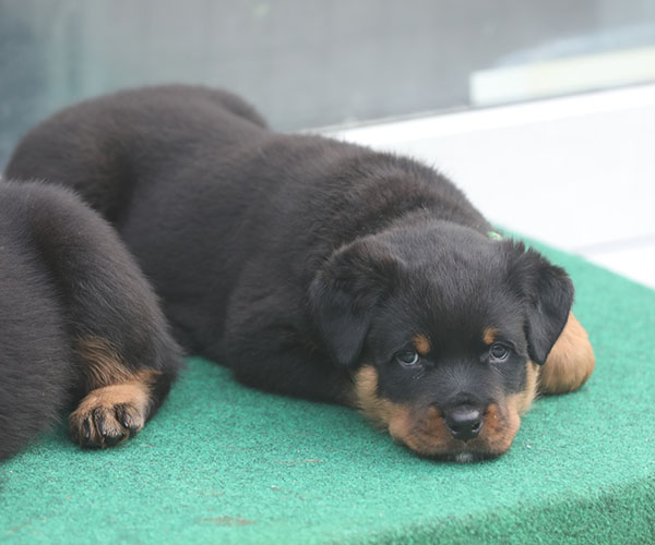 a2-nest week 7 pupfoto 7l