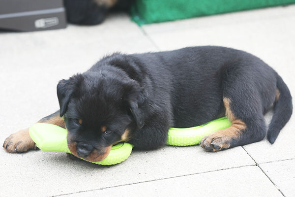 a2-nest week 7 pupfoto 7n