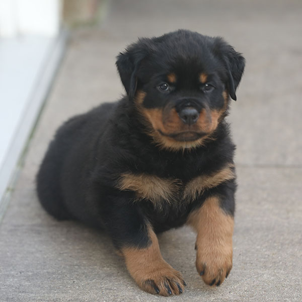 a2-nest week 7 pupfoto 7p