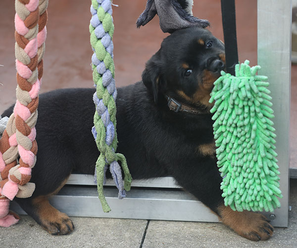 a2-nest week 7 pupfoto 7q