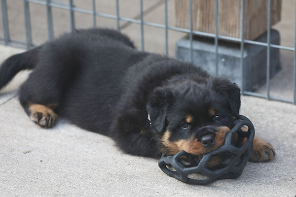 a2-nest week 7 pupfoto 7s