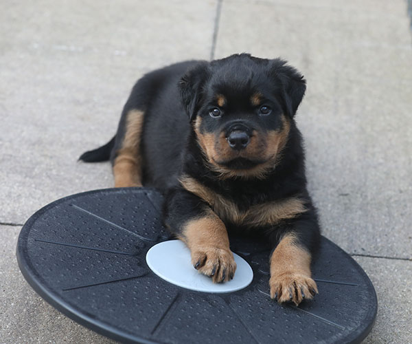 a2-nest week 7 pupfoto 7u