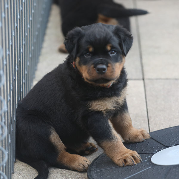 a2-nest week 7 pupfoto 7w