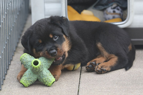 a2-nest week 7 pupfoto 7z