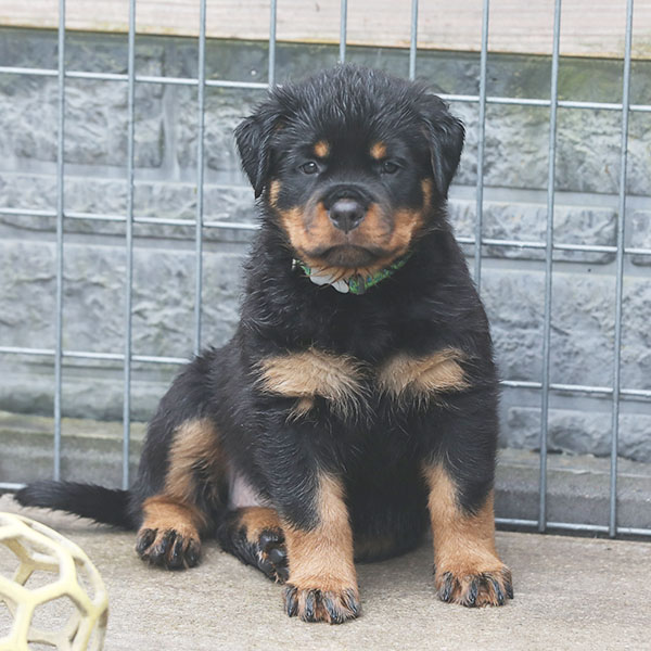 a2-nest week 7 pupfoto 7za