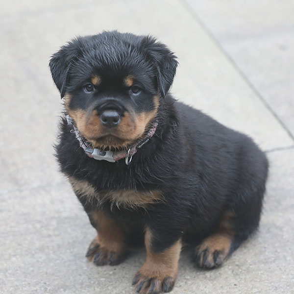 a2-nest week 7 pupfoto 7zb