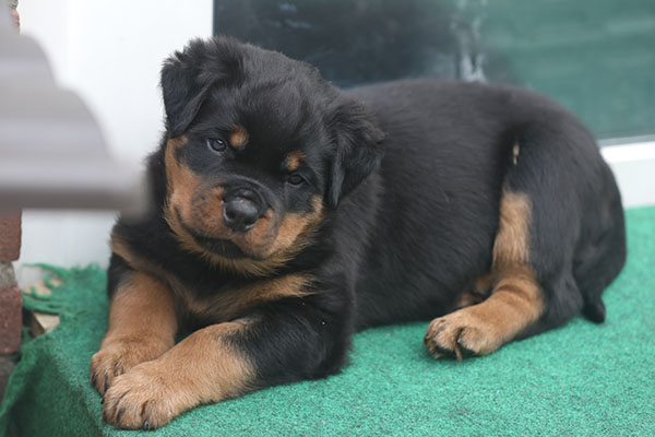 a2-nest week 7 pupfoto 7zc