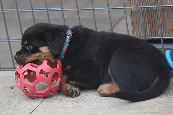 a2-nest week 7 pupfoto 7zd