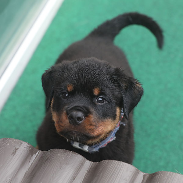 a2-nest week 7 pupfoto 7zg