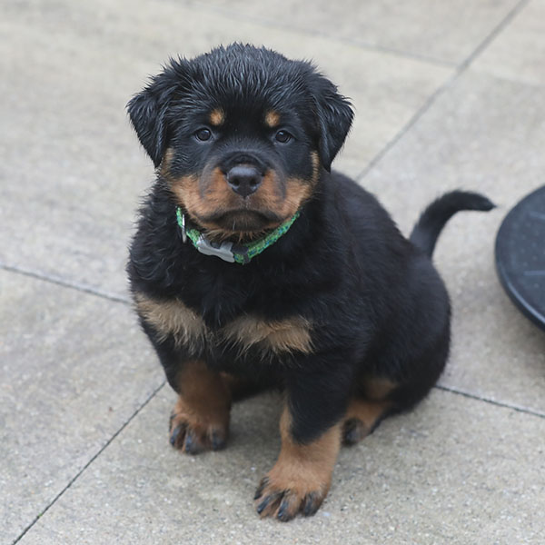 a2-nest week 7 pupfoto 7zh