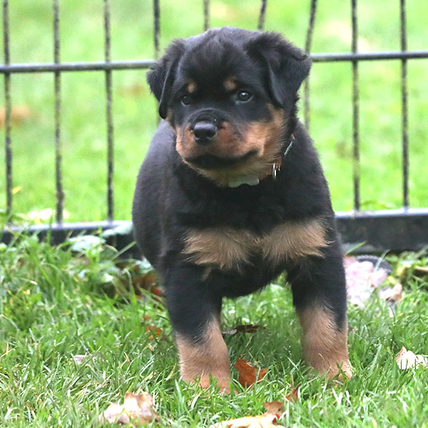 a2-nest week 8 pupfoto 8b