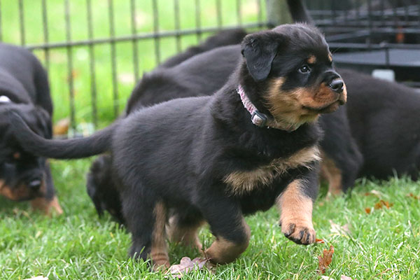 a2-nest week 8 pupfoto 8e