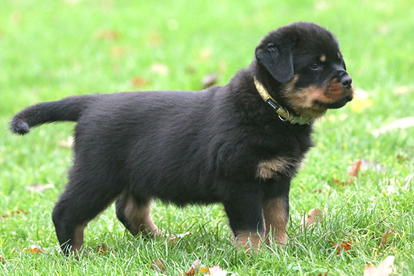 a2-nest week 8 pupfoto 8f