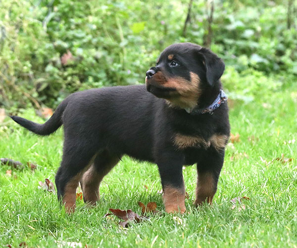 a2-nest week 8 pupfoto 8g